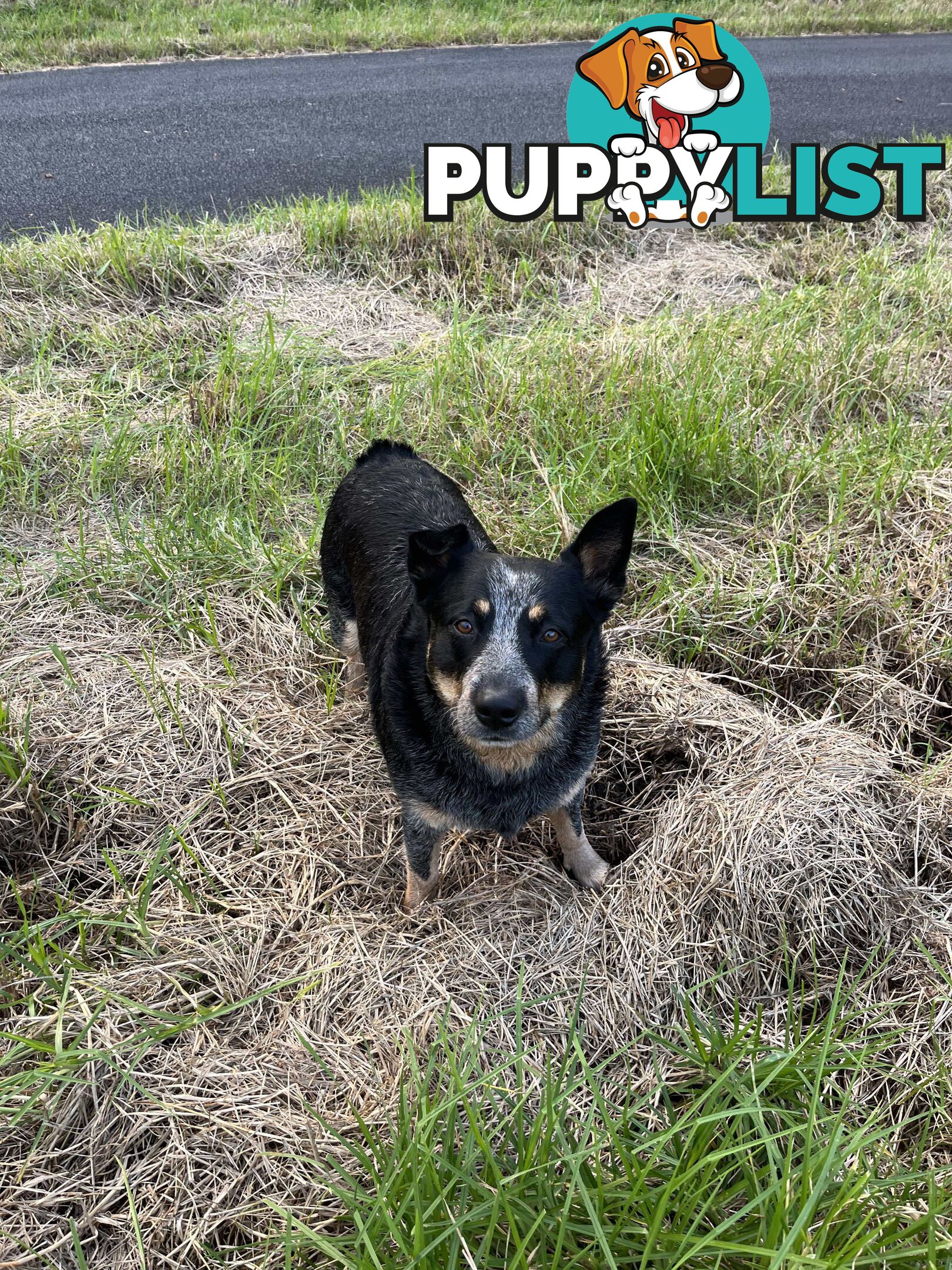 Australian Cattle Dog X French Bulldog