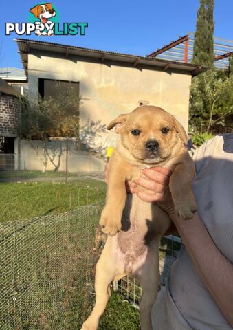 Australian Cattle Dog X French Bulldog