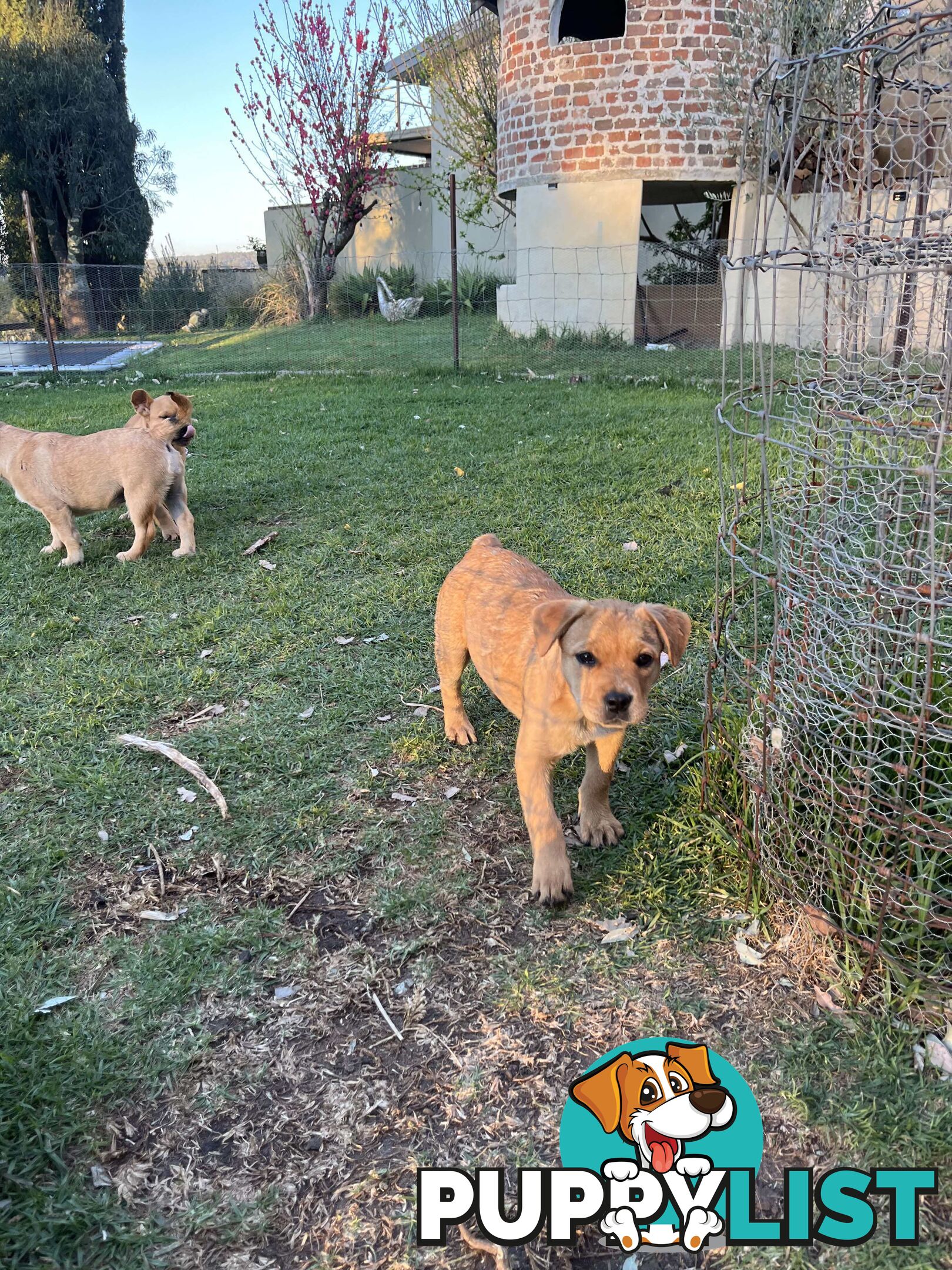 Australian Cattle Dog X French Bulldog