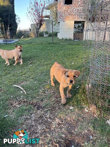 Australian Cattle Dog X French Bulldog