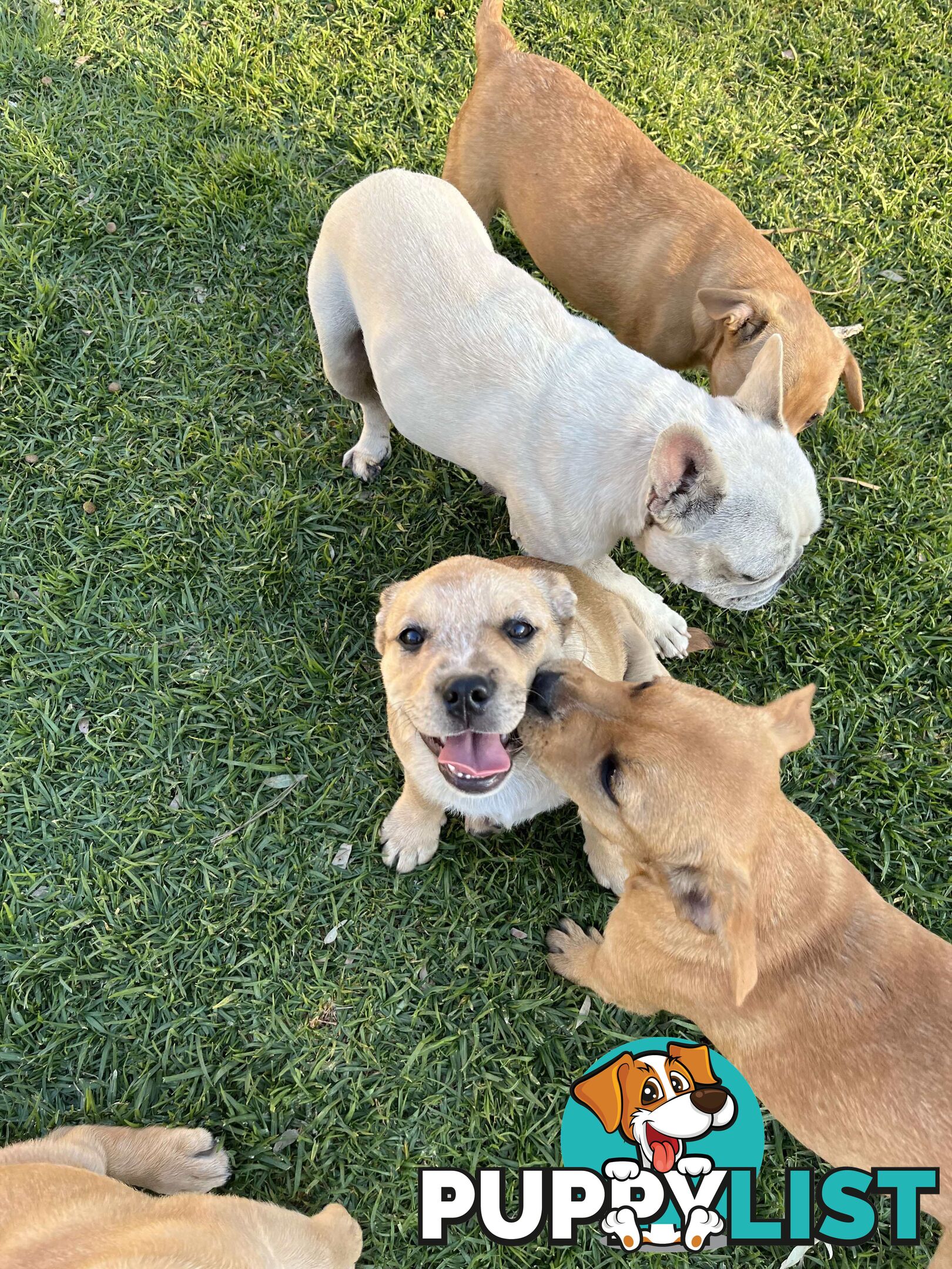 Australian Cattle Dog X French Bulldog