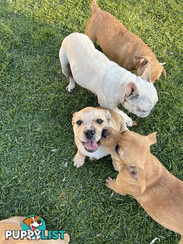 Australian Cattle Dog X French Bulldog