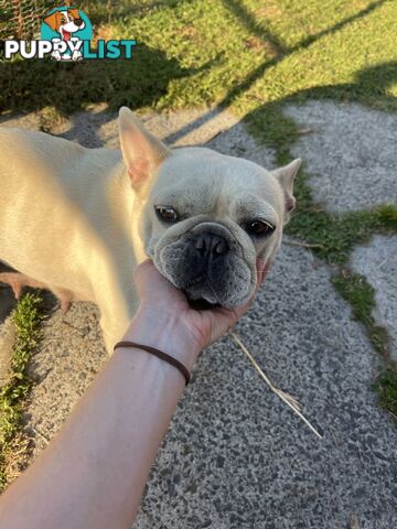 Australian Cattle Dog X French Bulldog