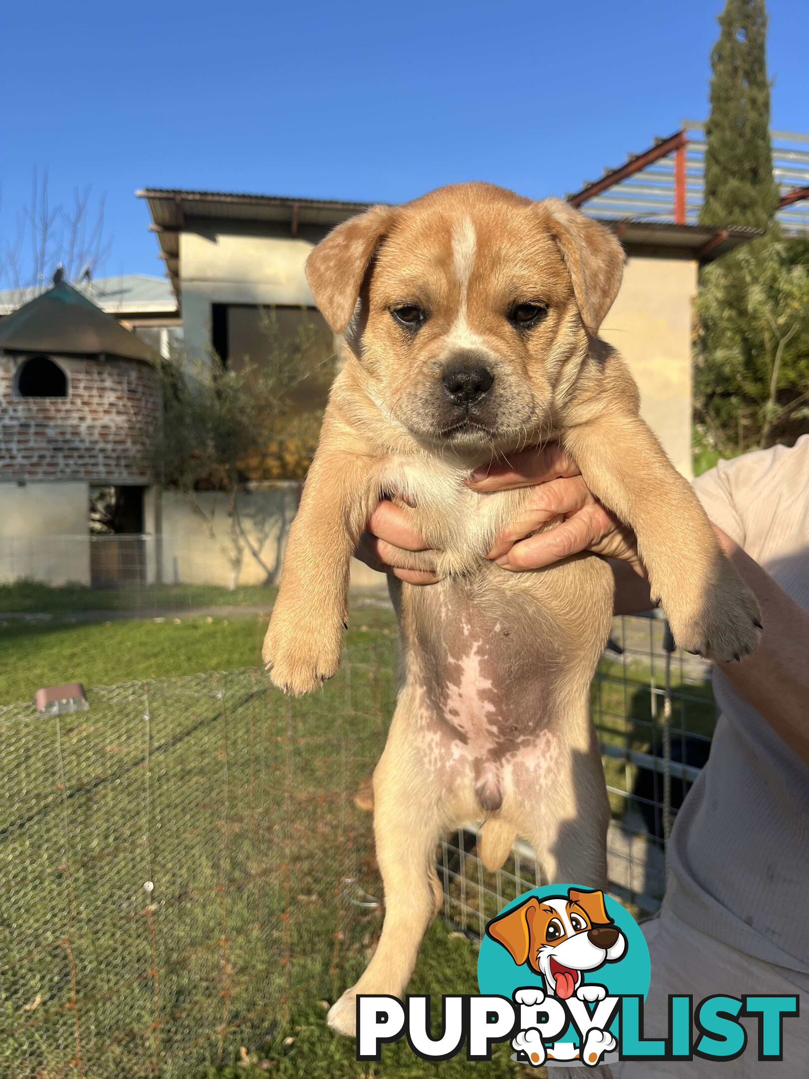 Australian Cattle Dog X French Bulldog