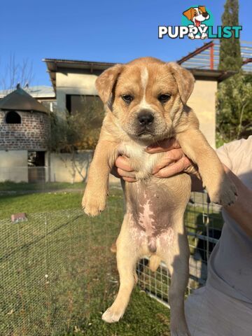 Australian Cattle Dog X French Bulldog