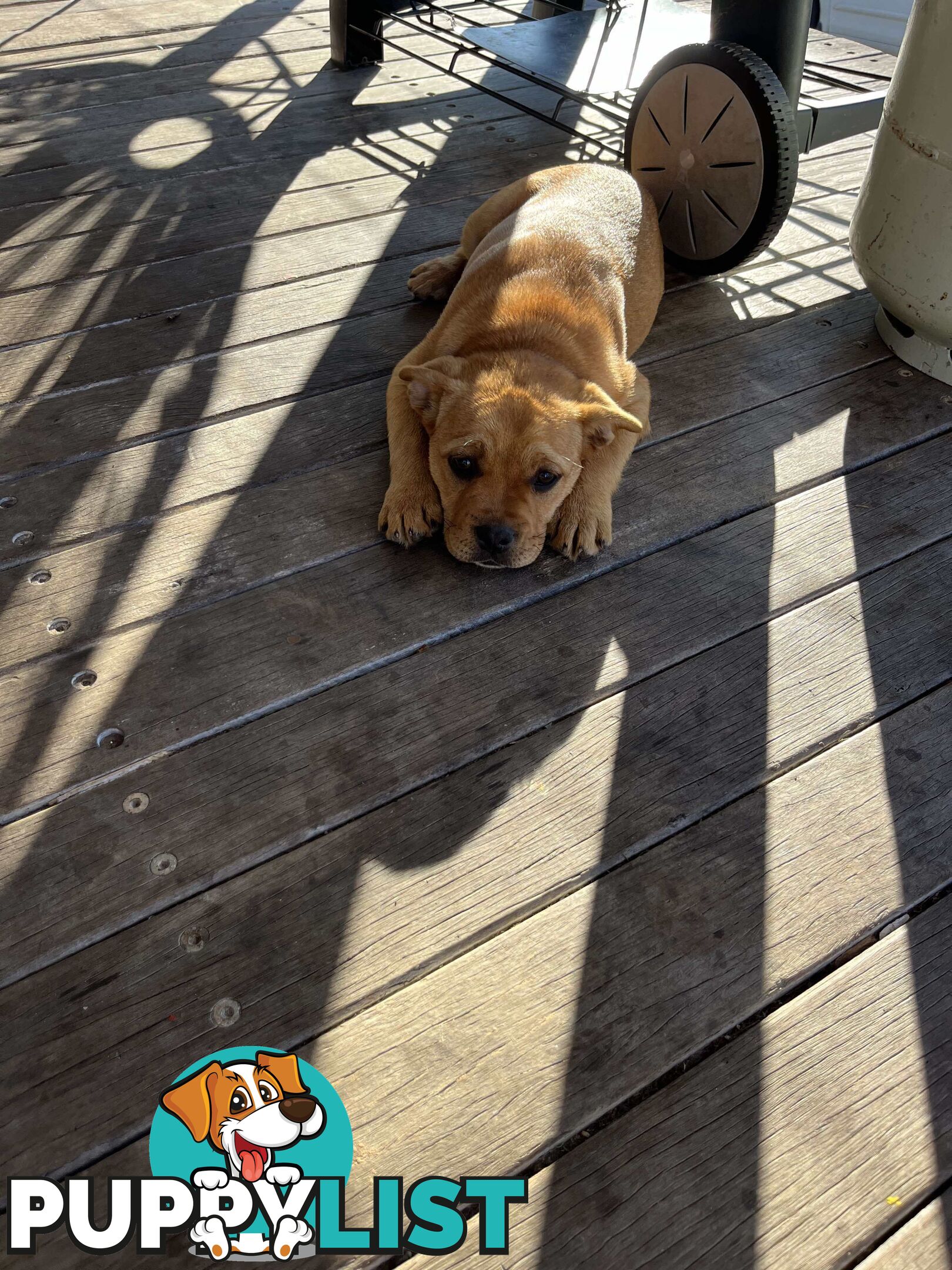 Australian Cattle Dog X French Bulldog