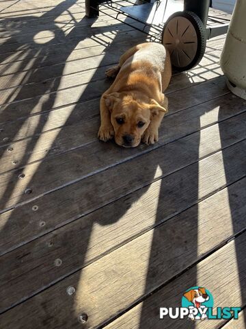 Australian Cattle Dog X French Bulldog