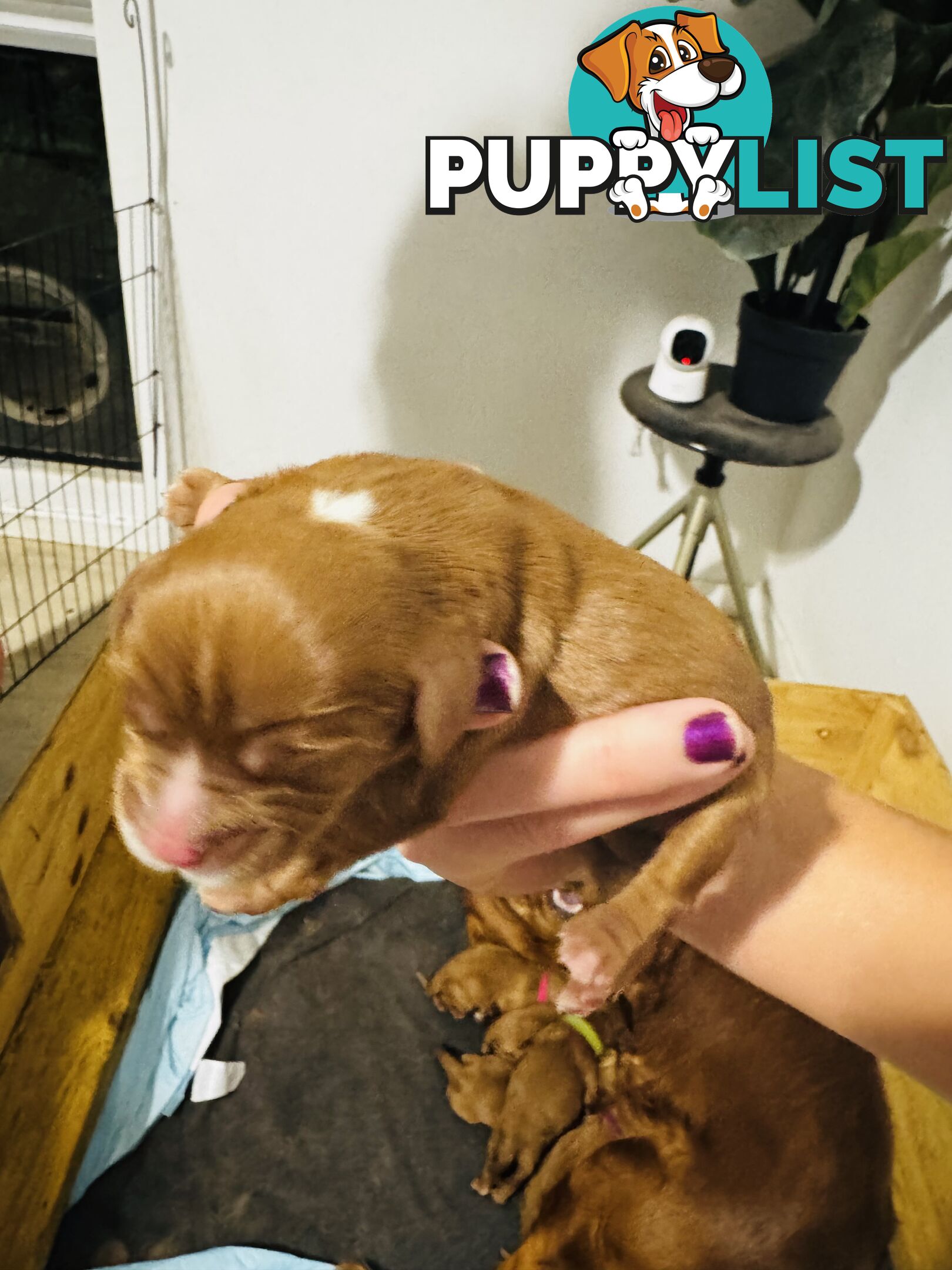 Pure bred King Charles cavalier puppies