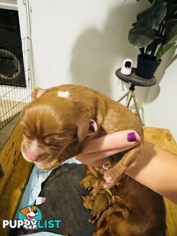 Pure bred King Charles cavalier puppies