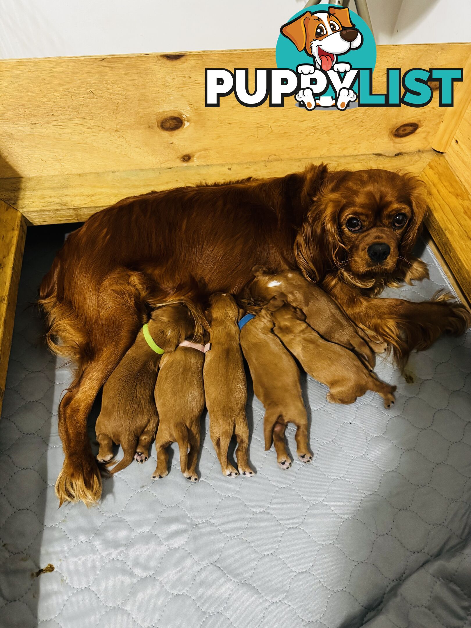 Pure bred King Charles cavalier puppies