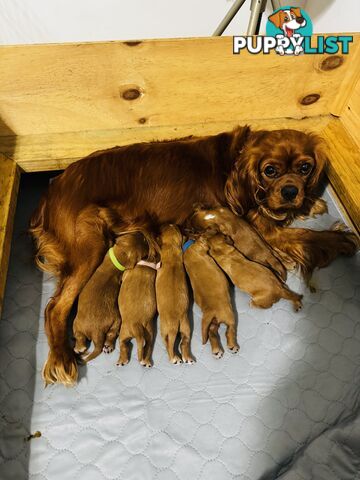 Pure bred King Charles cavalier puppies