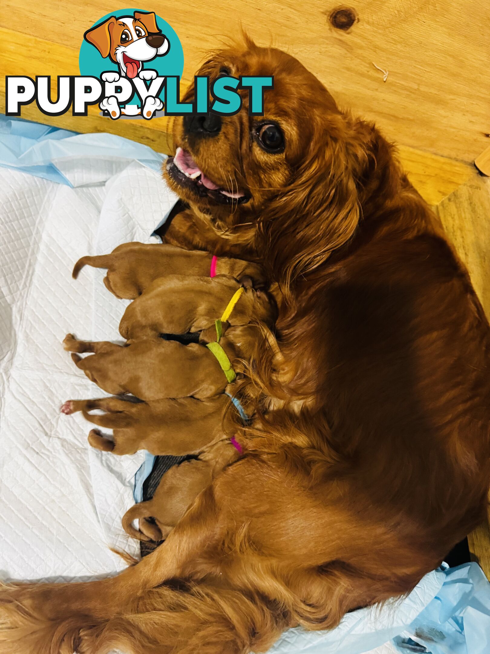 Pure bred King Charles cavalier puppies