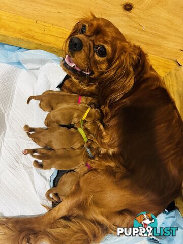 Pure bred King Charles cavalier puppies