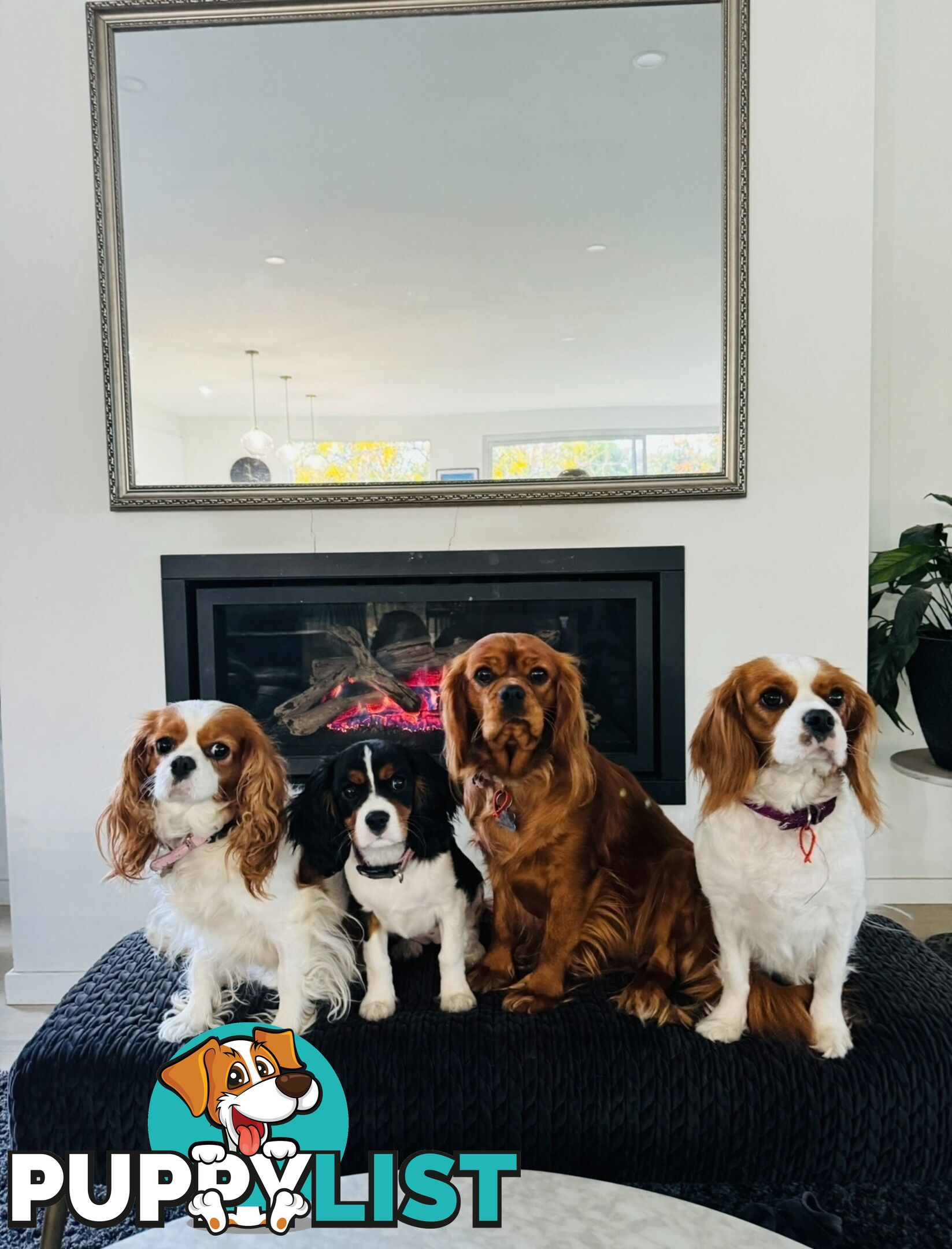 Pure bred King Charles cavalier puppies