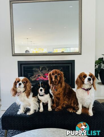 Pure bred King Charles cavalier puppies