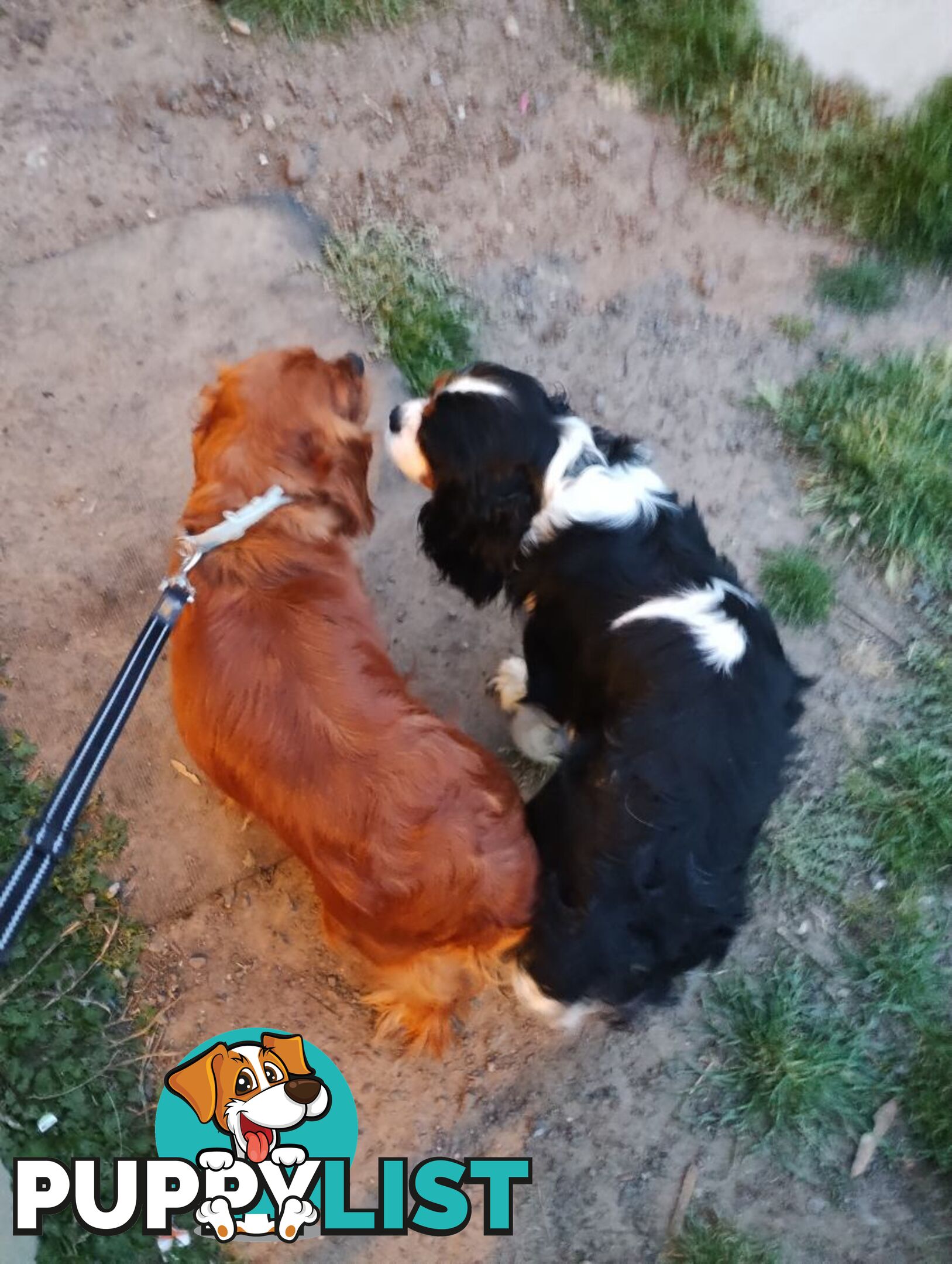 Pure bred King Charles cavalier puppies