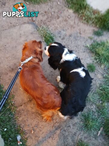 Pure bred King Charles cavalier puppies