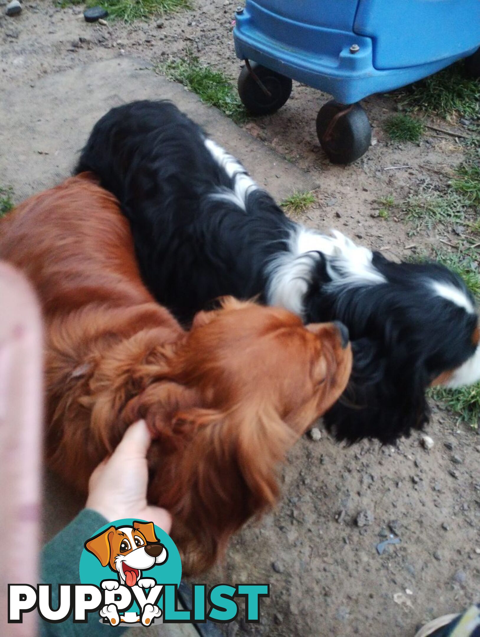 Pure bred King Charles cavalier puppies