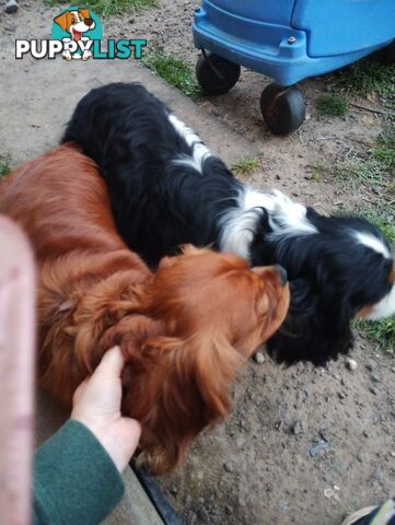 Pure bred King Charles cavalier puppies