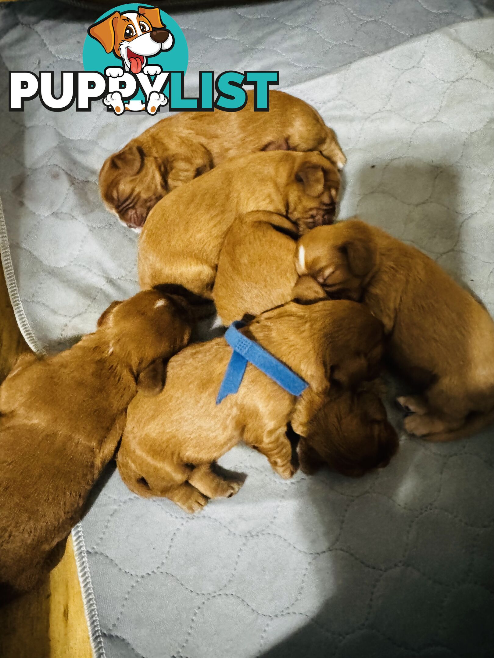 Pure bred King Charles cavalier puppies