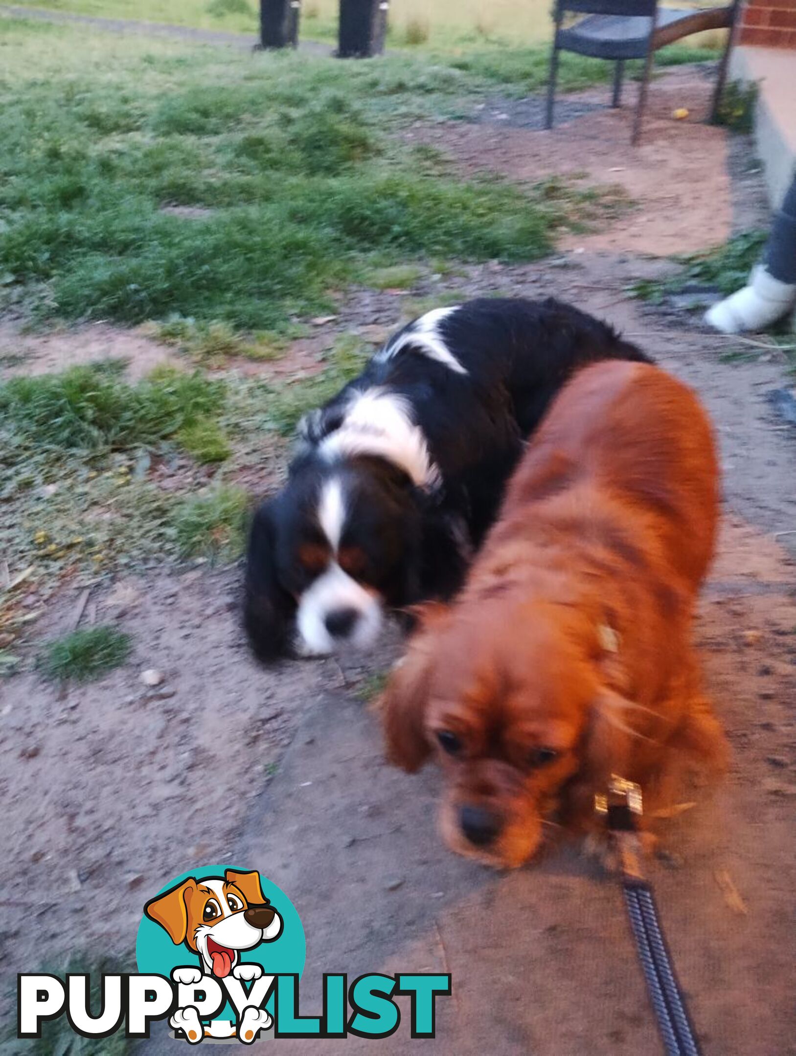 Pure bred King Charles cavalier puppies