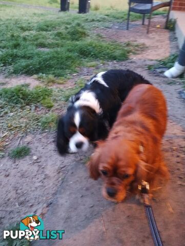 Pure bred King Charles cavalier puppies