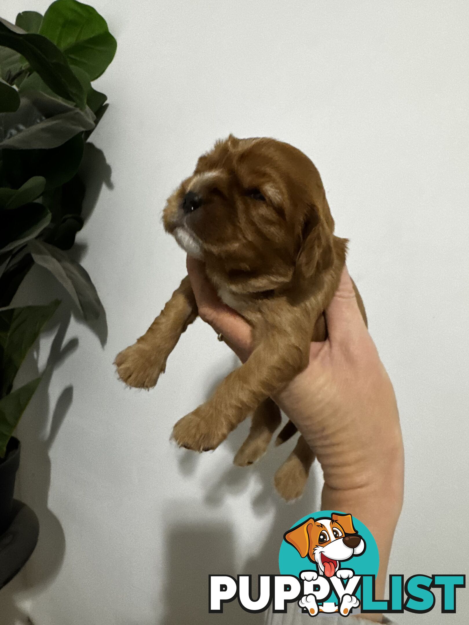 Pure bred King Charles cavalier puppies