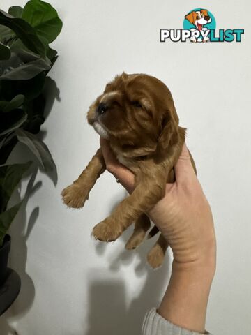 Pure bred King Charles cavalier puppies