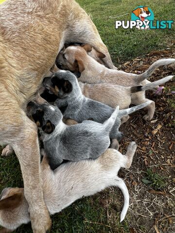 Cattle dog pups