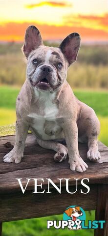 French bulldog puppies