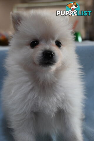 Pomeranians Purebred