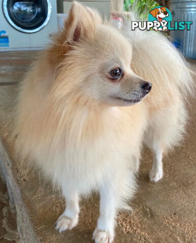 Pomeranians Purebred