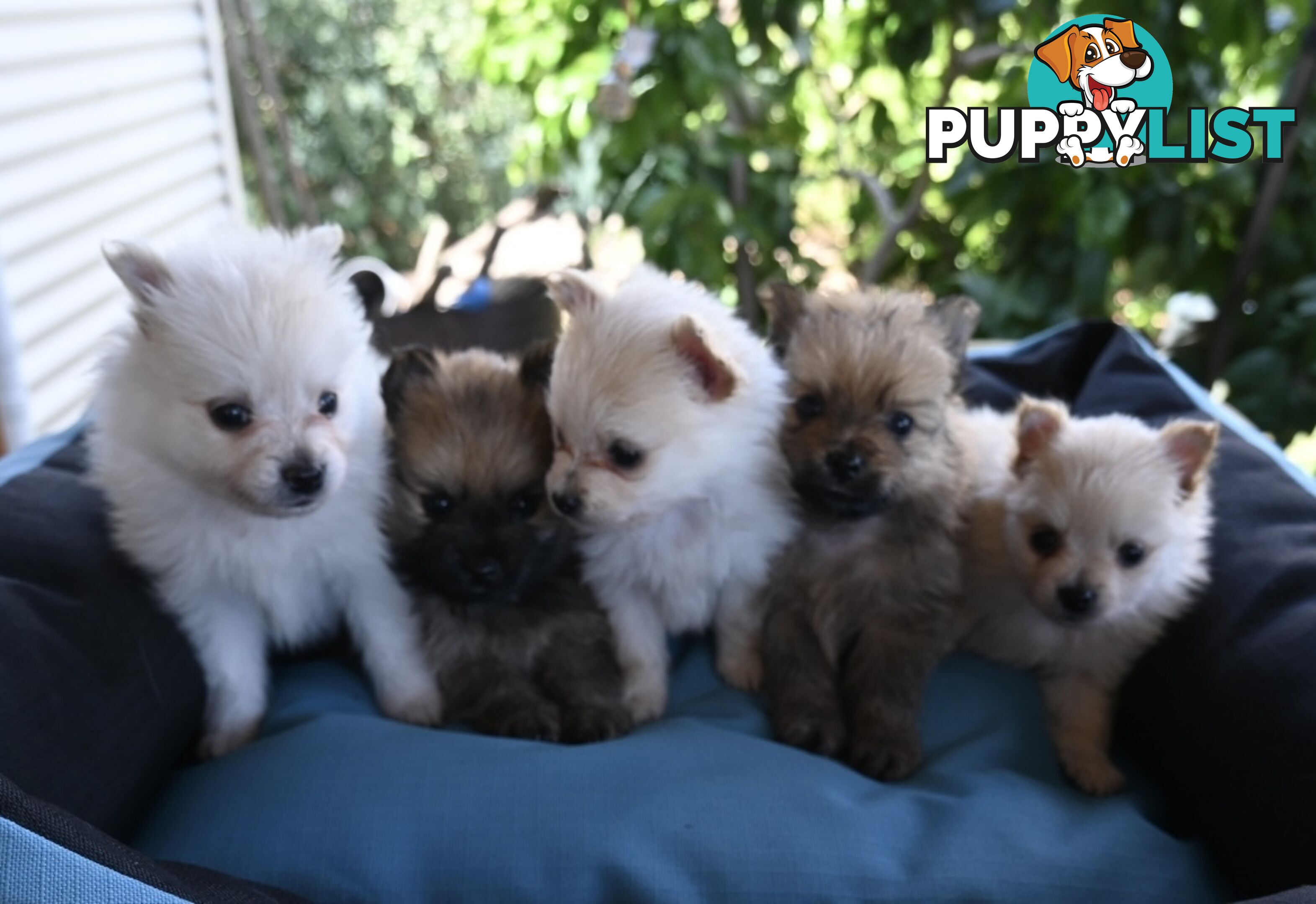 Pomeranians Purebred