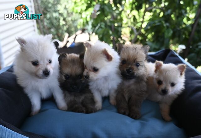 Pomeranians Purebred