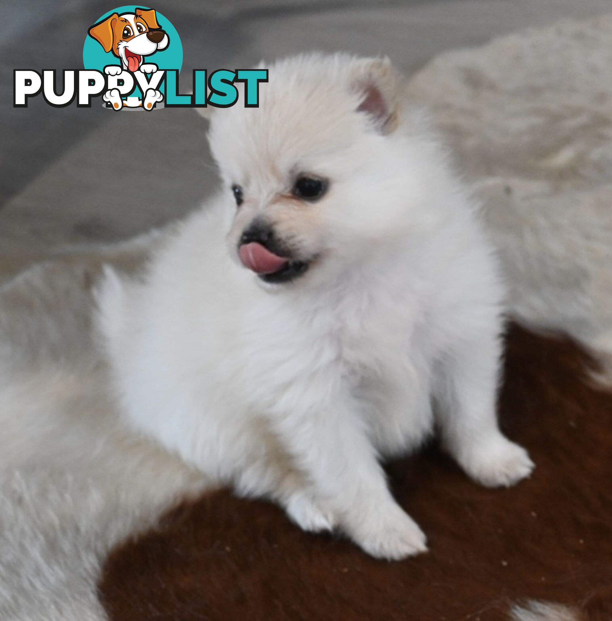 Pomeranians Purebred