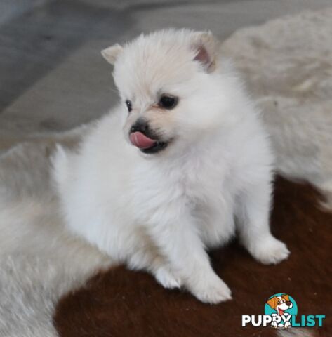 Pomeranians Purebred