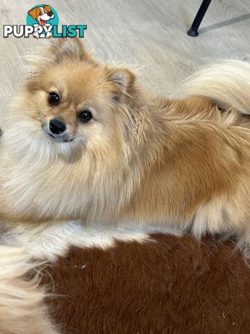 Pomeranians Purebred