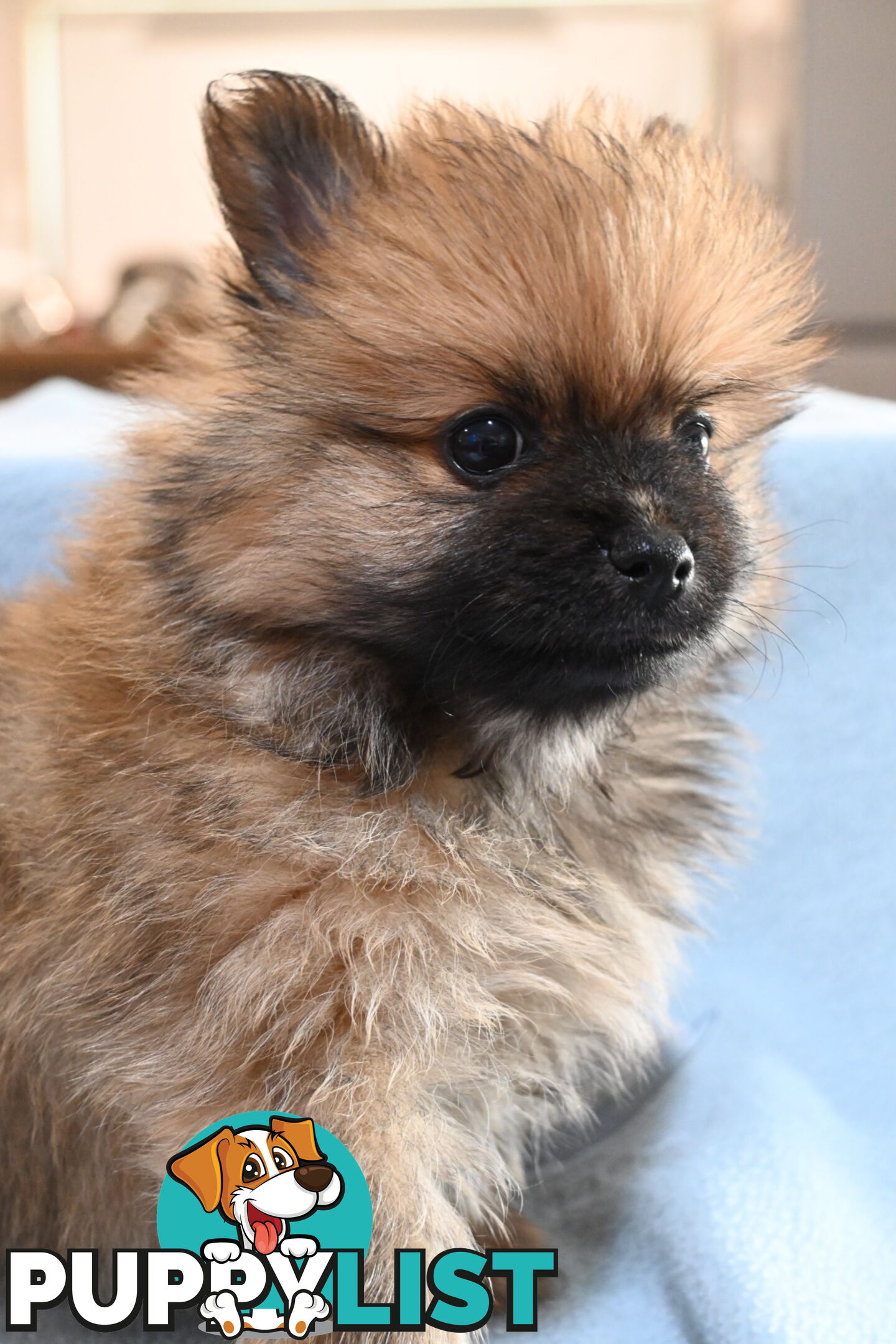 Pomeranians Purebred