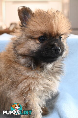 Pomeranians Purebred