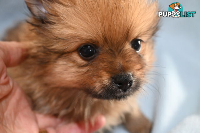 Pomeranians Purebred