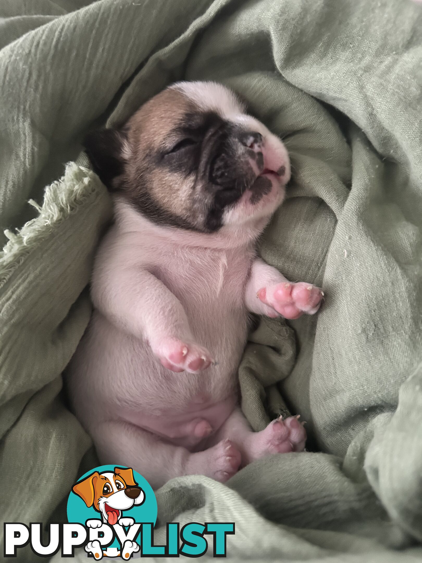 French Bulldog Puppies