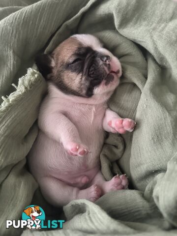 French Bulldog Puppies