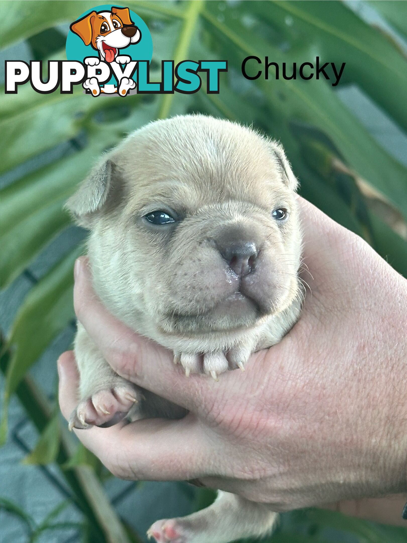 French Bulldog Puppies