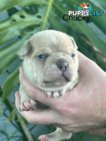 French Bulldog Puppies