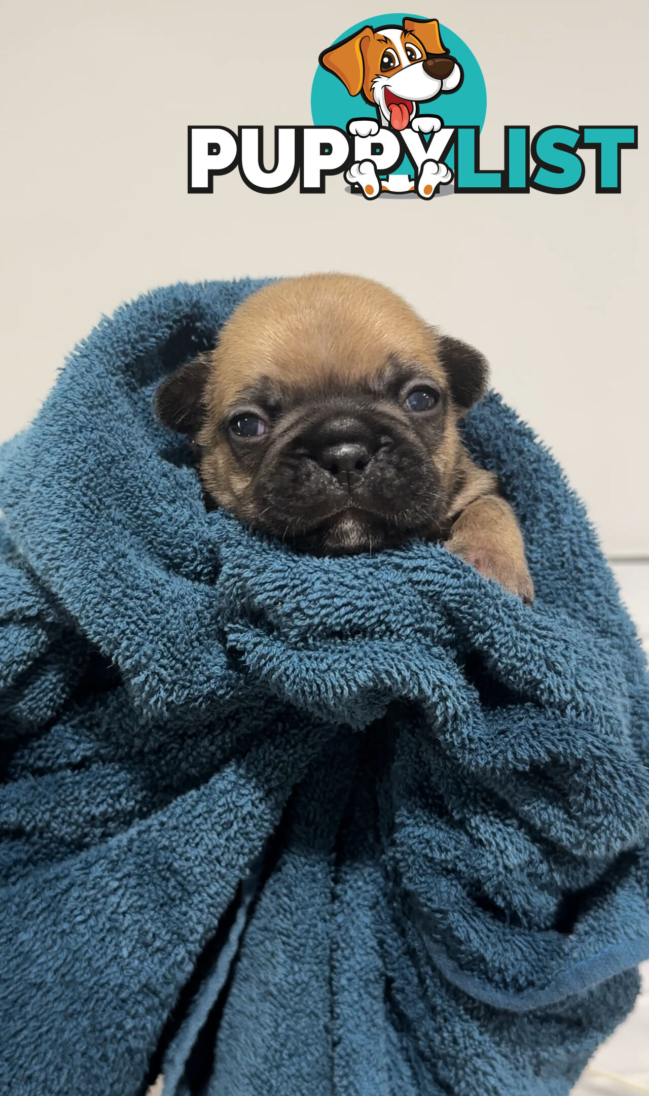 French Bulldog Puppies