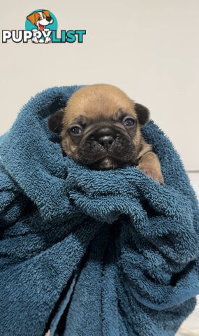 French Bulldog Puppies