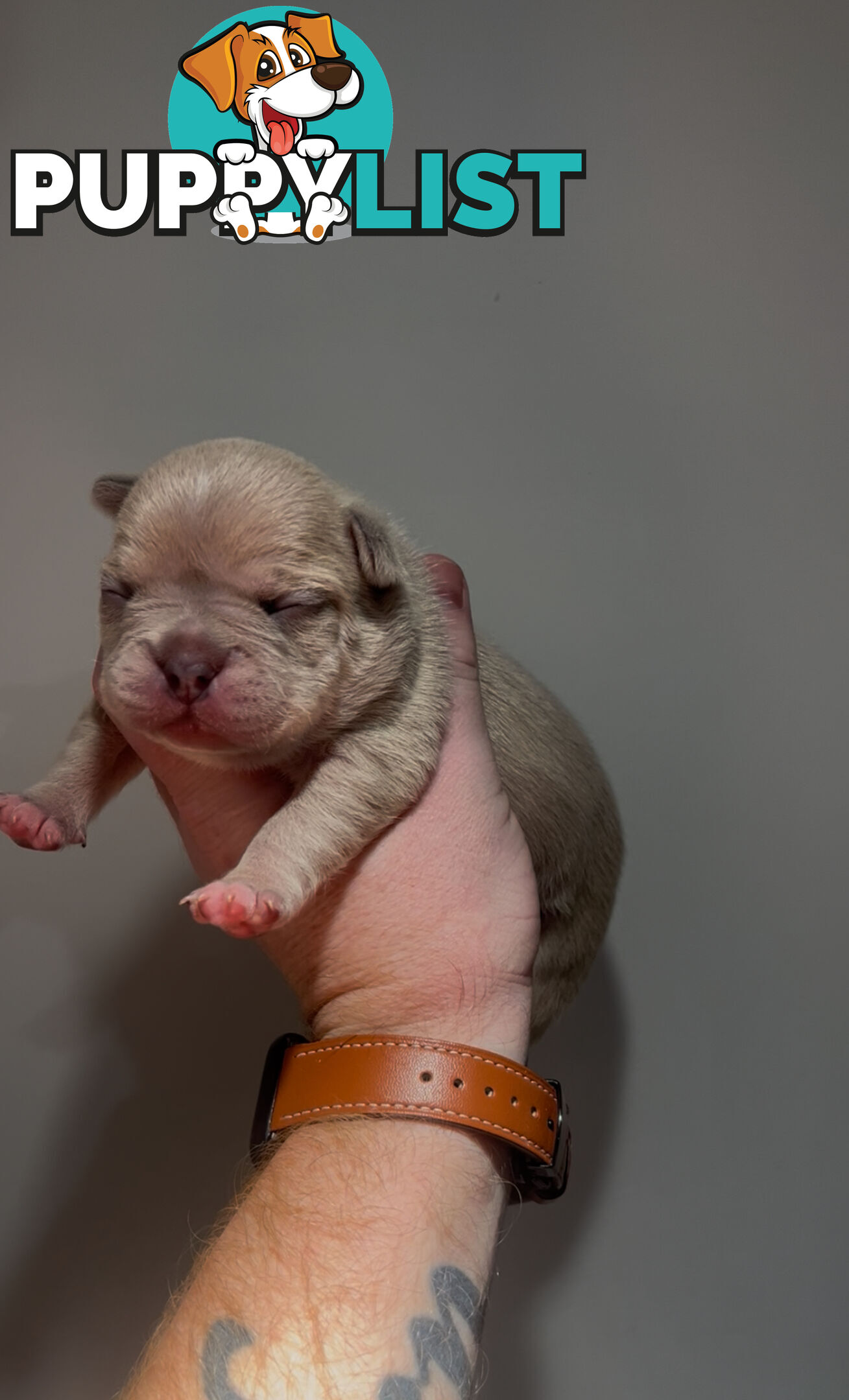 French Bulldog Puppies