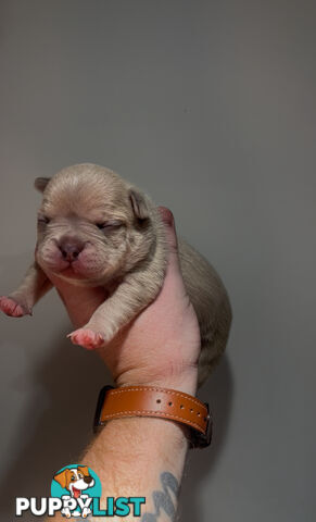French Bulldog Puppies