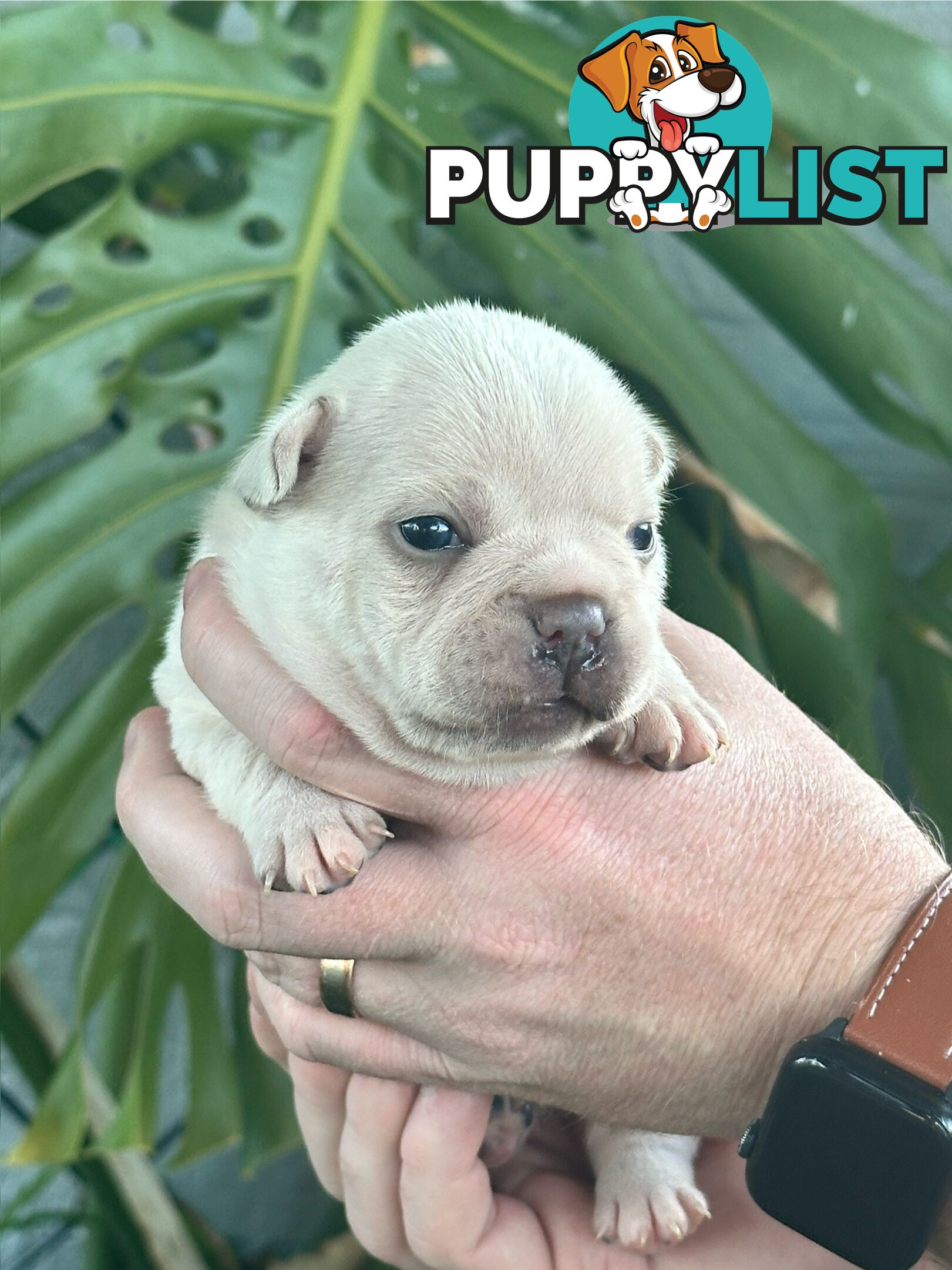 French Bulldog Puppies