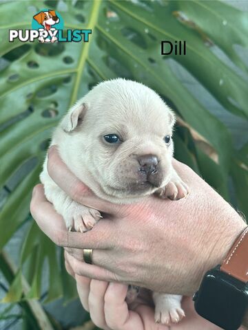 French Bulldog Puppies